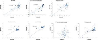 A Library of Aspergillus niger Chassis Strains for Morphology Engineering Connects Strain Fitness and Filamentous Growth With Submerged Macromorphology